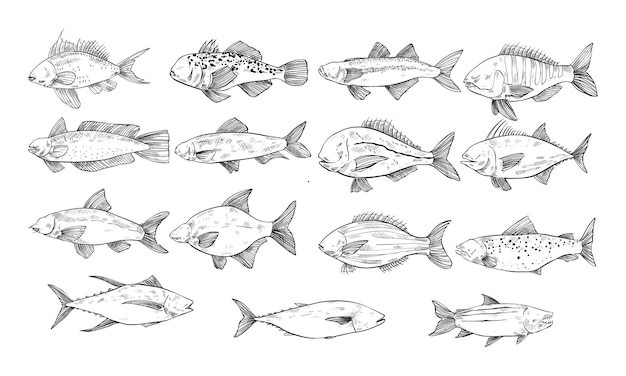 fish handdrawn collection