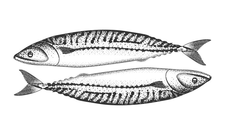 Fish in retro engraving style Mackerel illustration