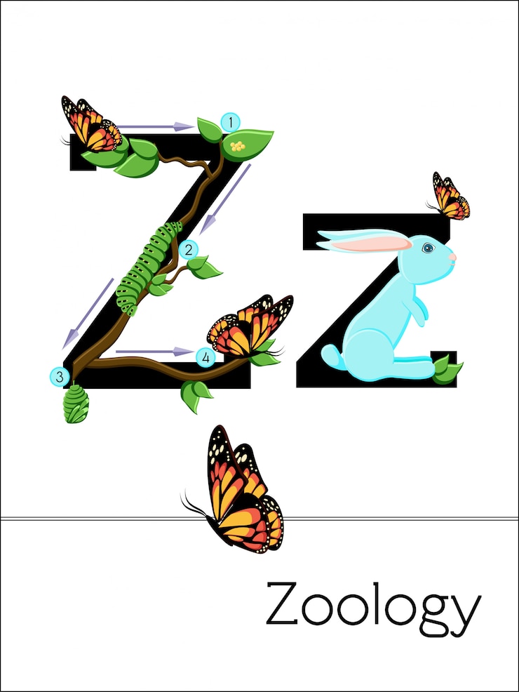 Vector flash card letter z is for zoology