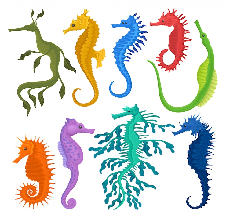 Vector flat  set of different species of seahorses. small marine fishes. exotic sea animals