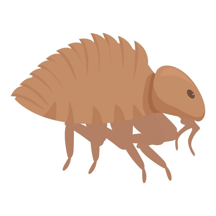 Vector flea insect pest walking spreading disease carrying virus