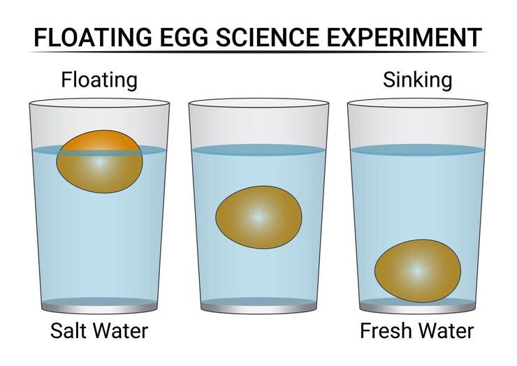Floating Egg Science Experiment Using Salt Water and Fresh Water