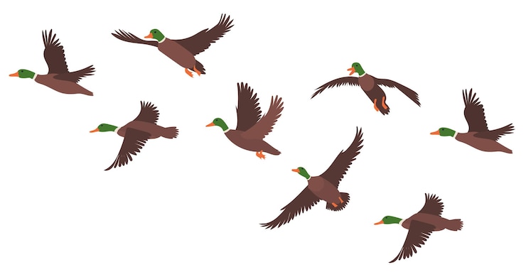 Vector flock of ducks flat design on white background  isolated vector