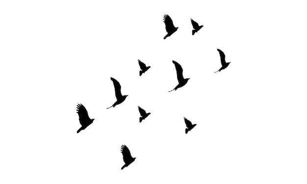 Flying Birds Vector And Illustration