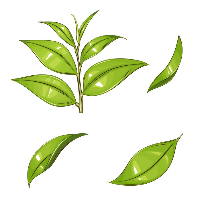 Fresh green leaves Green Tea Leaves