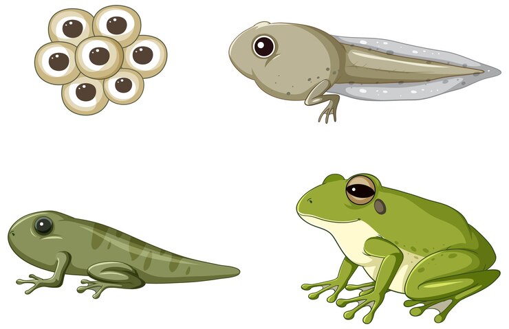Vector frog life cycle diagram