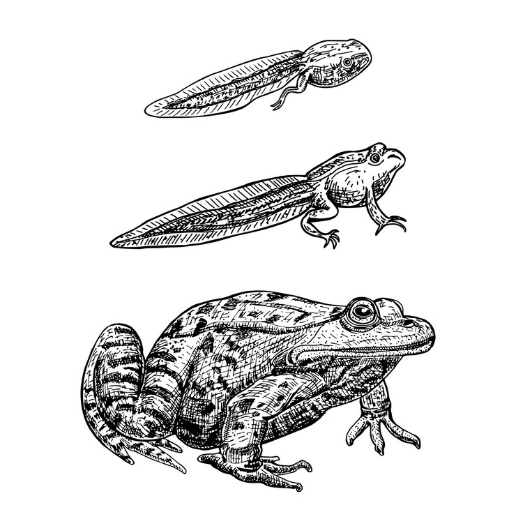Vector frog metamorphosis. frog life cycle. tadpoles and a frog.hand drawn colorful vector illustration. illustration amphibian, frog development