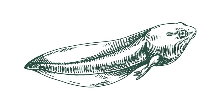 Vector frog's tadpole drawn in vintage style. etching amphibian toad's polliwog. aquatic reptile. detailed handdrawn vector illustration of pollywog isolated on white background.