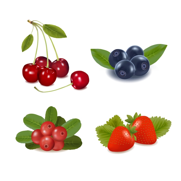 Vector fruits vector set collection vector illustration