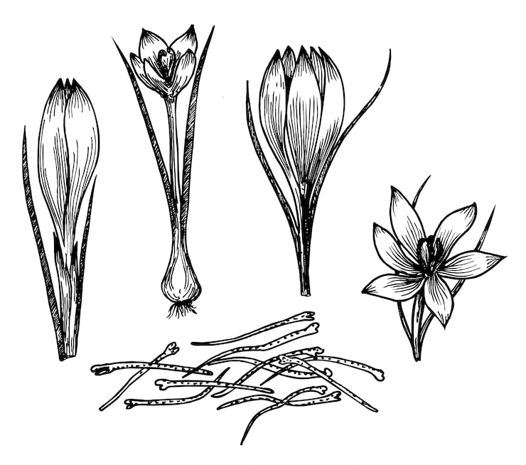 Vector gambar bunga saffron. bunga saffron dan benang sari saffron. rempah-rempah dan makanan yang digambar tangan. rasa vintage yang terukir. cocok untuk pengemasan, label, ikon.