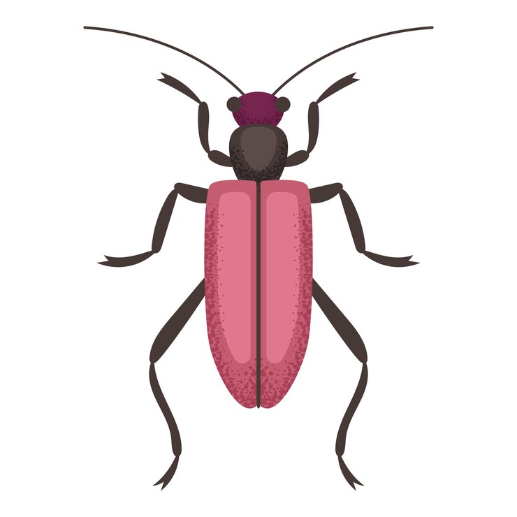 Vector garden beetle