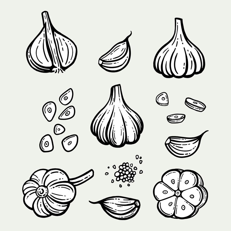 Garlic set. Hand drawn illustration of chopped garlic. Isolated background.