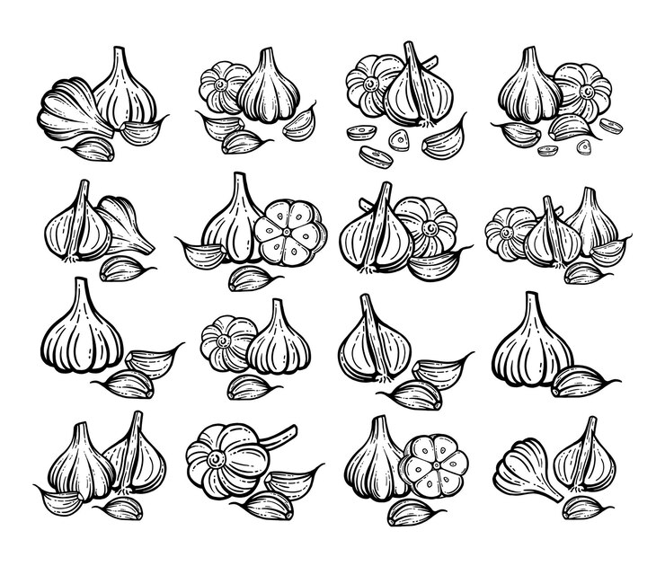 Garlic sketch. Hand drawn garlic set. Isolated vector drawings.