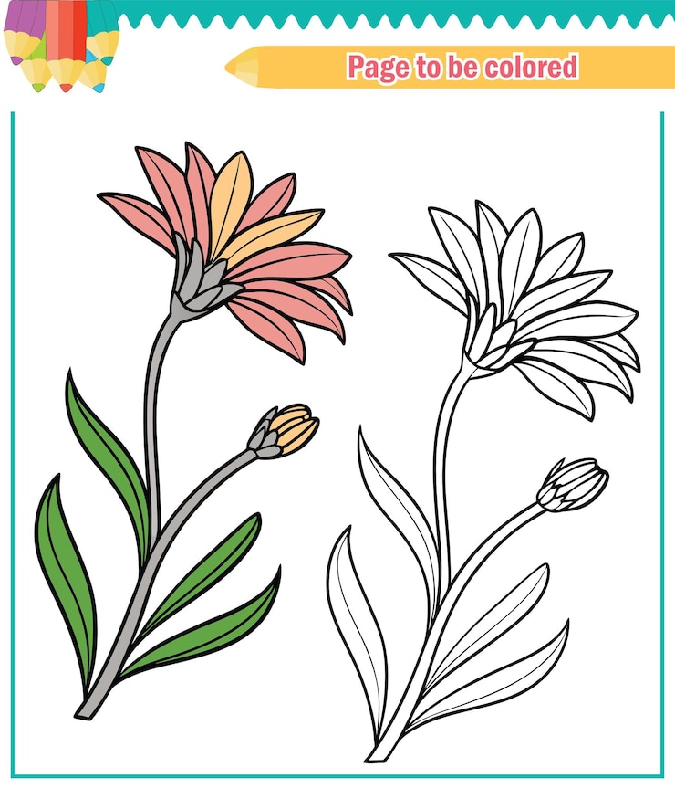 Vector gazania