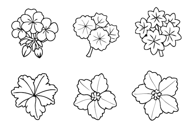 Geranium line art