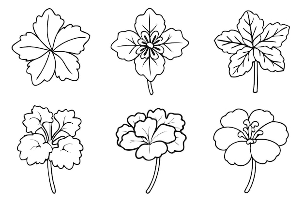 Geranium line art
