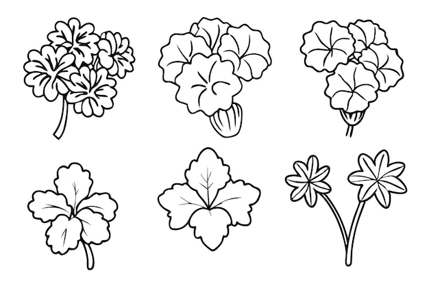 Geranium line art