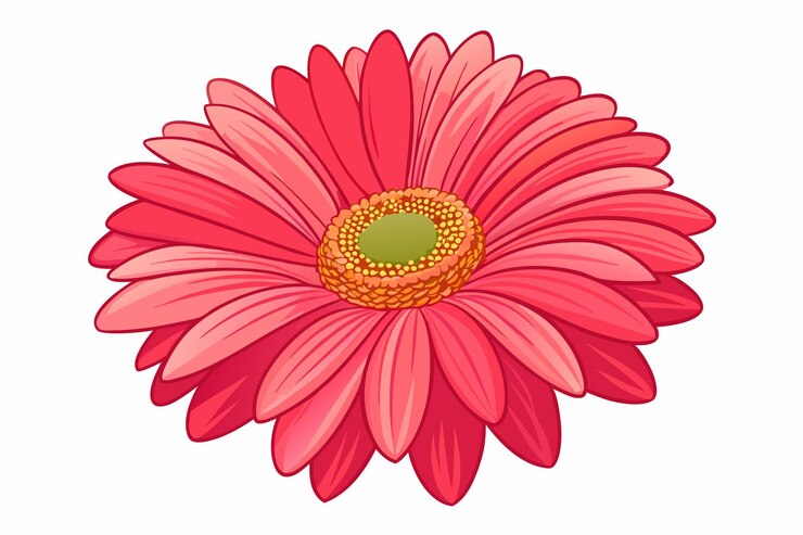 Vector gerbera flower isolated flat vector illustration on white background