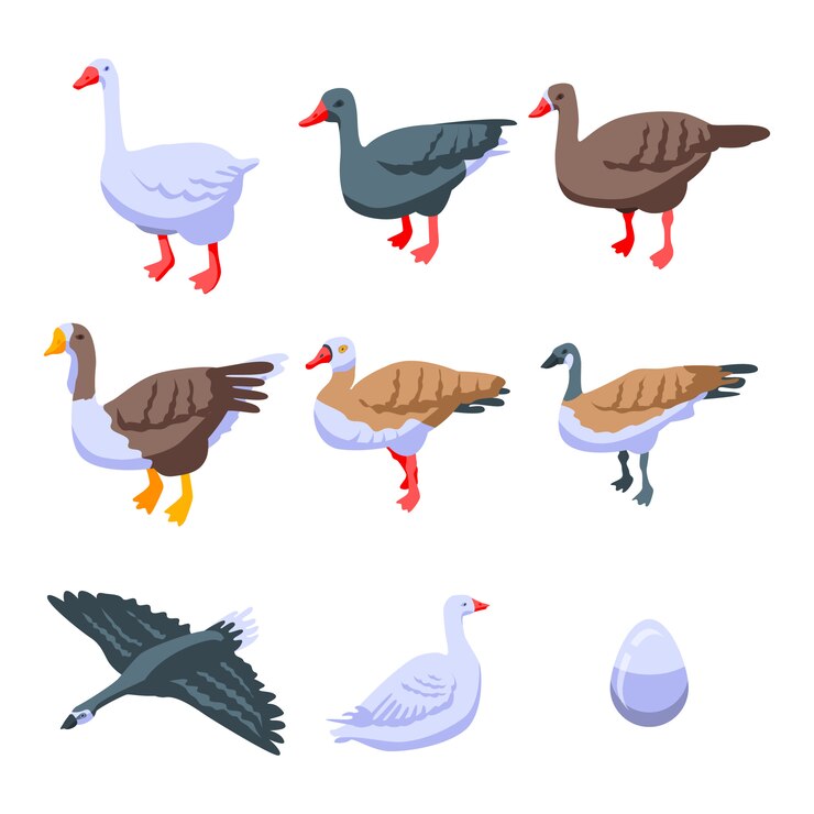 Vector goose icons set, isometric style