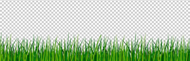 Green grass border.