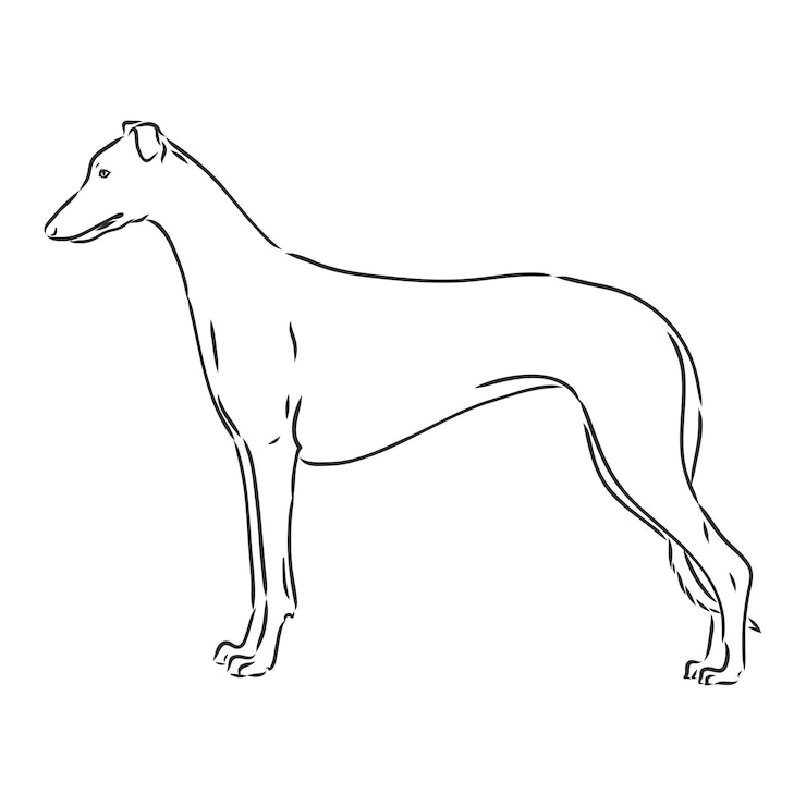 Vector greyhound dog - isolated vector illustration greyhound hound vector
