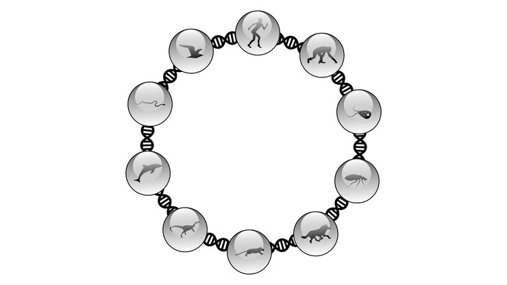 Vector group of different animal silhouettes with the dna spiral vector illustration of the evolution conc
