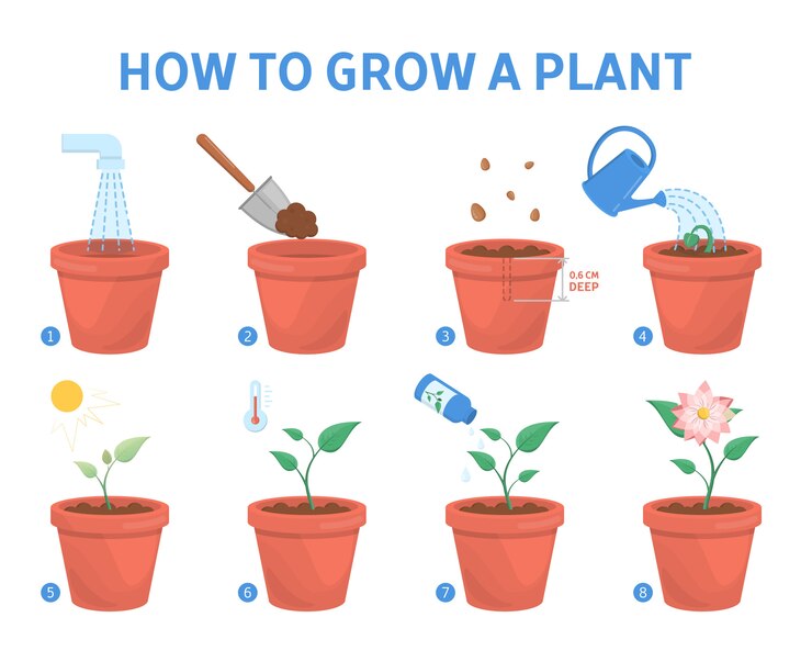 Growing a plant in the pot guide. How to grow a flower step-by-step instruction.