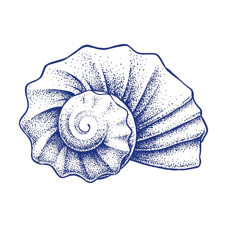 Vector hand drawing of a sea shell