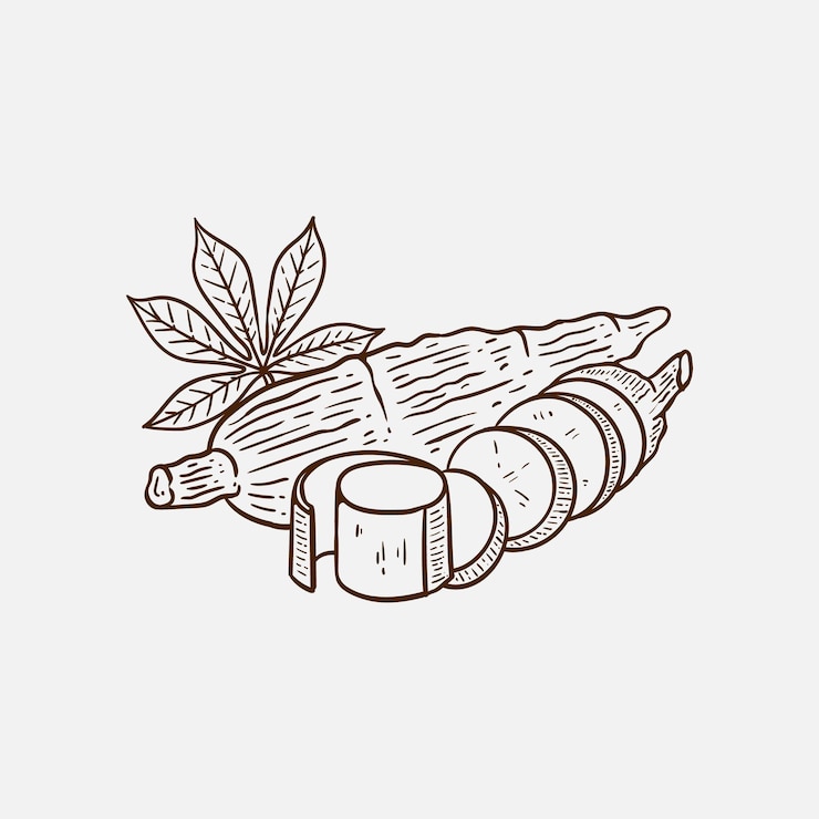 Vector hand drawn cassava illustration