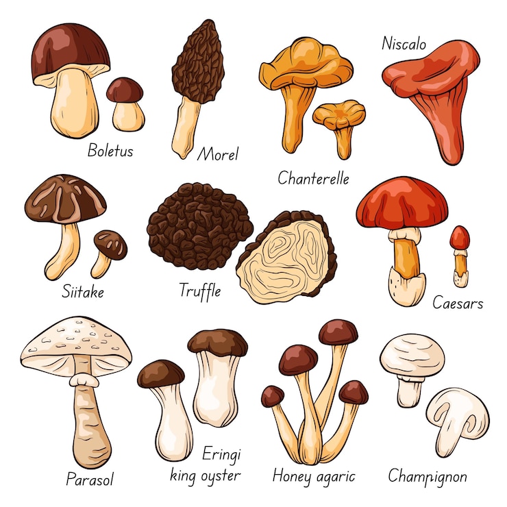 Vector hand drawn colorful edible mushrooms collection in cartoon style autumn design boletus chanterelle