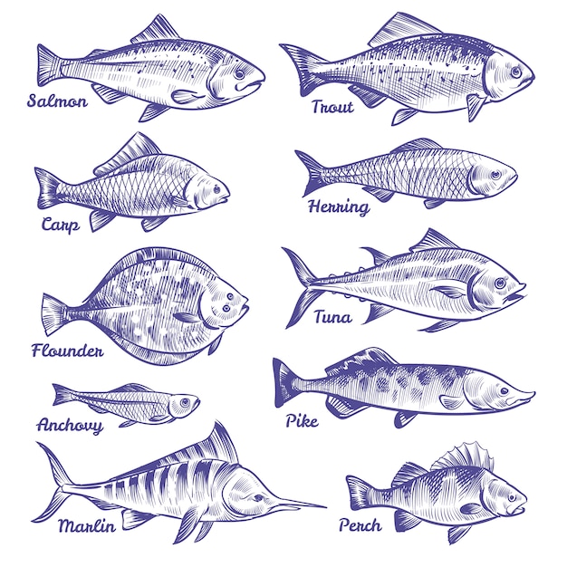 Hand drawn fishes. Ocean sea river fishes sketch fishing seafood herring tuna salmon anchovy trout perch pike