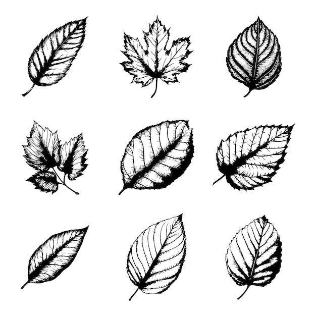 Hand drawn leaf vector set