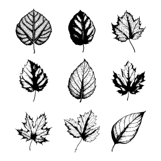 Hand drawn leaf vector set