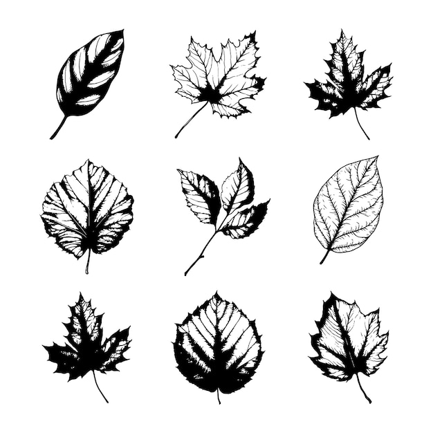 Hand drawn leaf vector set
