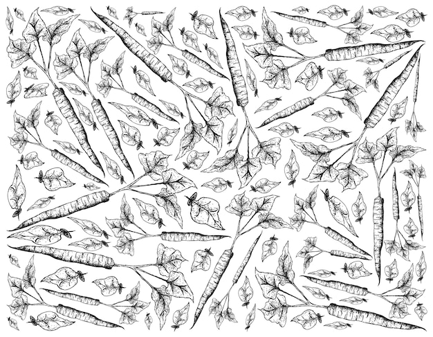 Hand Drawn of Burdock on White Background