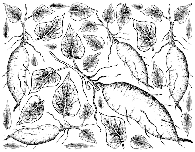 Hand Drawn of Sweet Potato on White Background