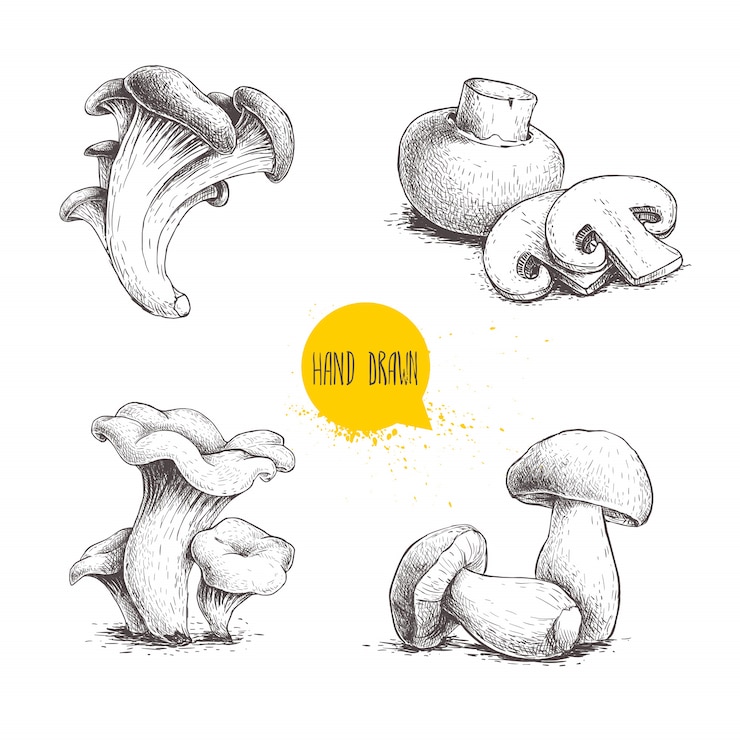 Vector hand drawn sketch style mushrooms compositions set. champignon with cuts, oysters, chanterelles and porcini mushrooms.