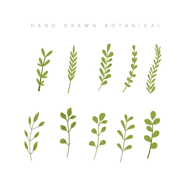 Hand drawn spring botanical leaf leaves greenery floral illustration