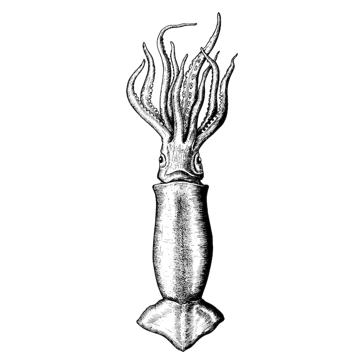 Vector hand drawn squid isolated