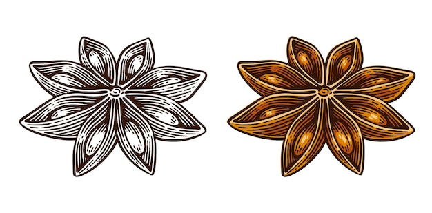 hand drawn star anise line art engraving style vector illustration