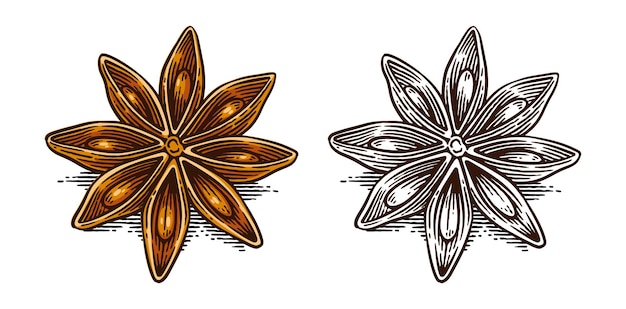 hand drawn star anise line art engraving style vector illustration