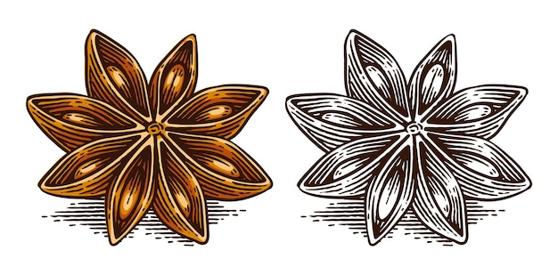 hand drawn star anise line art engraving style vector illustration