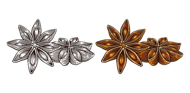 hand drawn star anise line art engraving style vector illustration