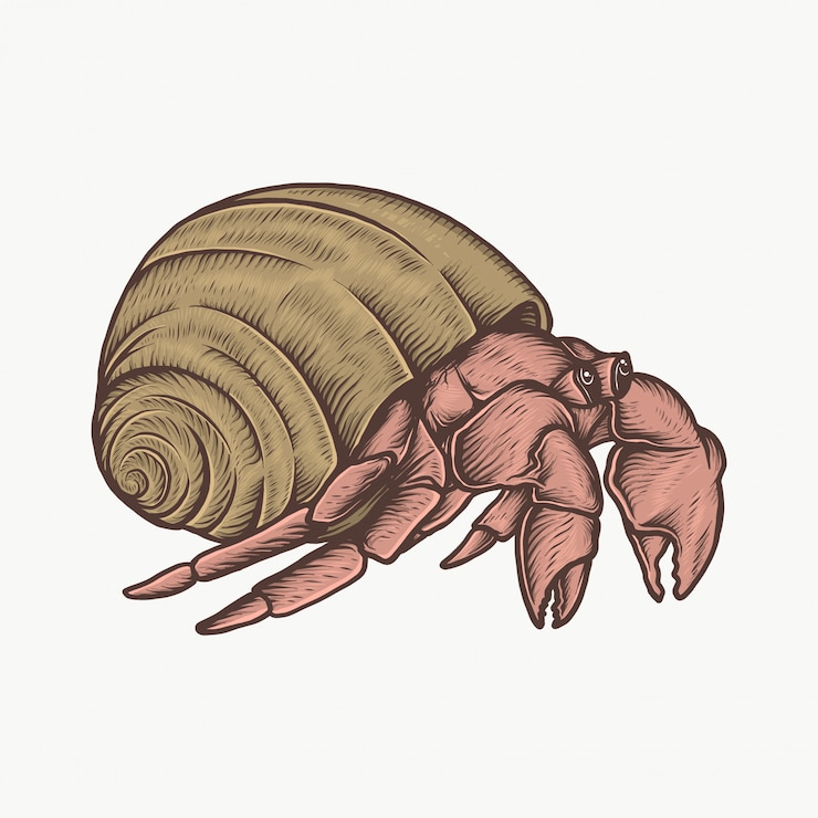 Vector handdrawn vintage hermit crab vector illustration