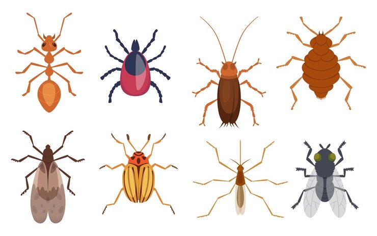 Vector harmful insects pests ants centipedes roaches bugs sprayers exact vector cartoon template protection form insects illustration of pest and bug insecticide flea or mosquito