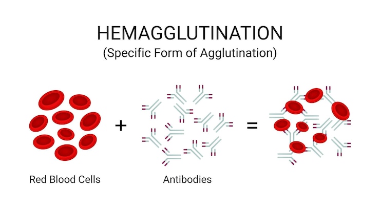 Vector hemagglutination specific form of agglutination