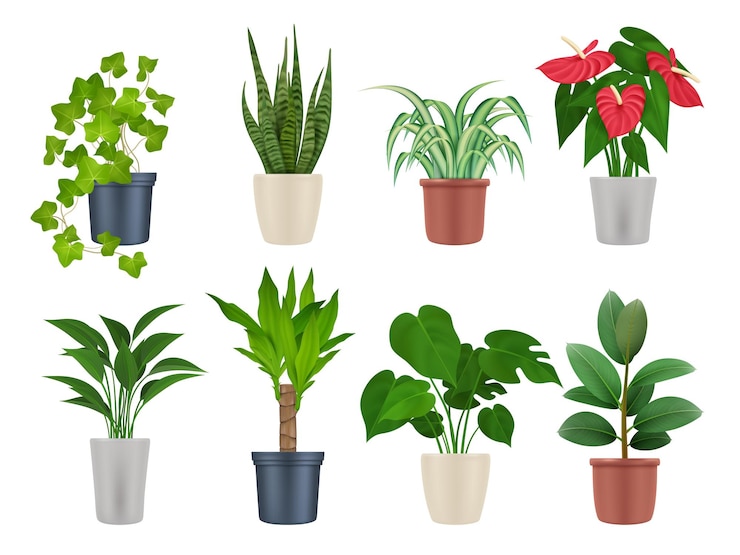 Vector home plants botanical collection interior decoration garden flowers with beautiful leaves decent vector realistic plants in pots