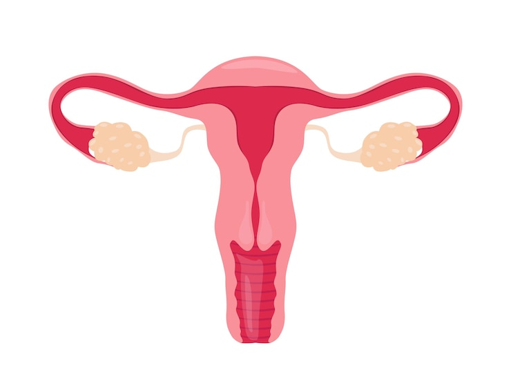 Vector human anatomy female reproductive system female reproductive organs