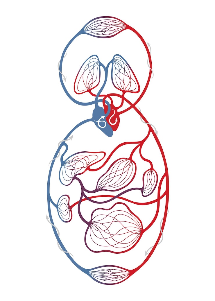 Vector human bloodstream or circulatory system pulmonary circulation in lungs and heart to other internal