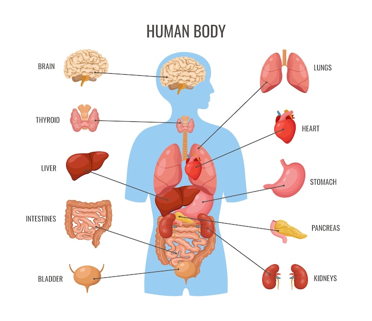 Vector human body internal organs inner organ flat poster biology medicine banner template science anatomy medical education card heart brain lungs neoteric vector